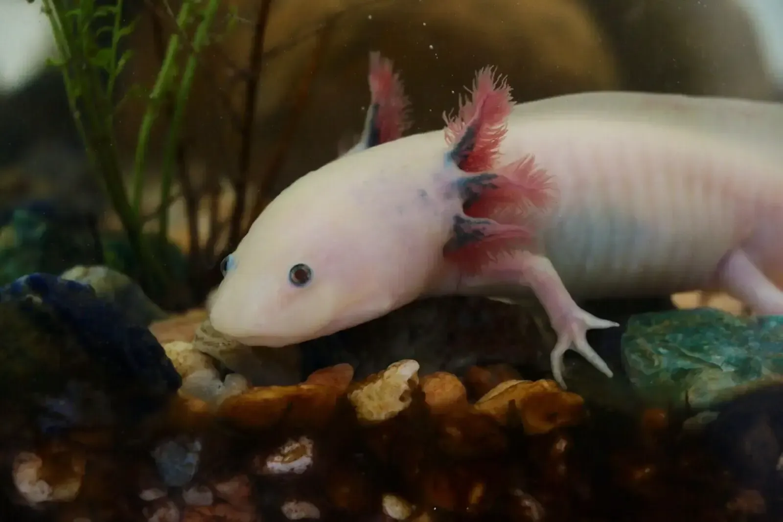 Imagem do Axolote